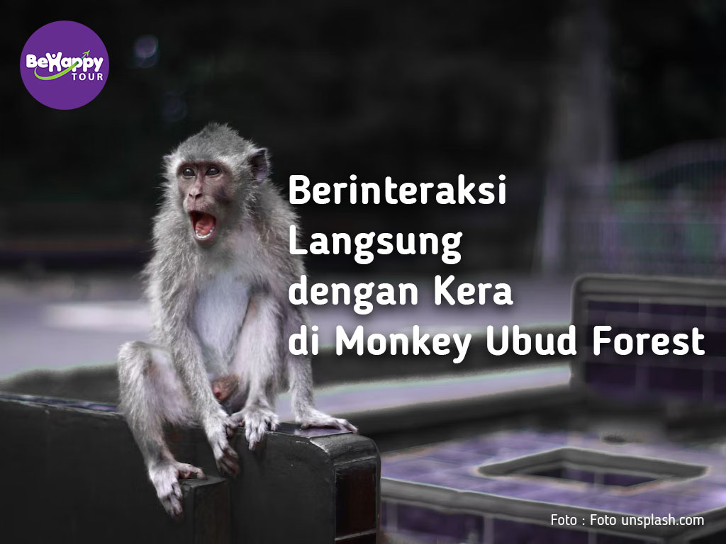 Berinteraksi Langsung dengan Kera di Monkey Ubud Forest